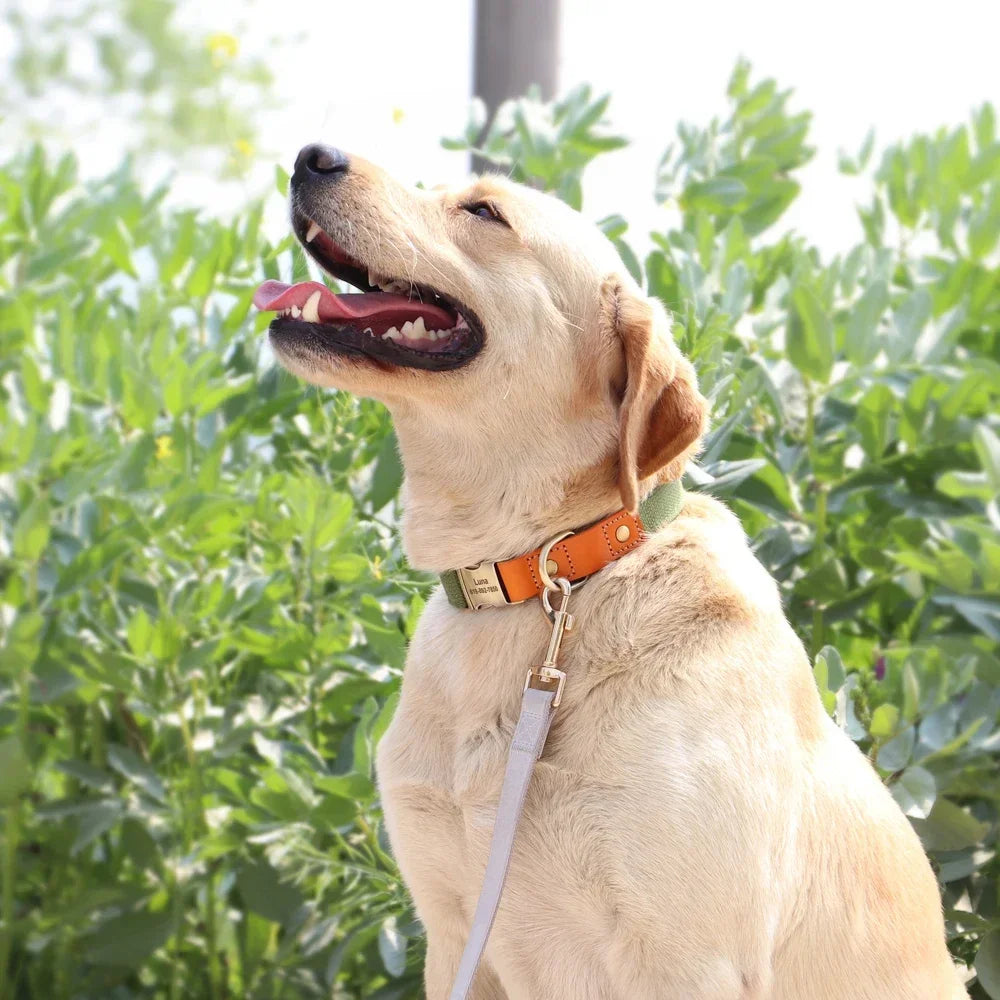 Nylon Custom Dog Collar Leash Set With Personalized Nameplate ID